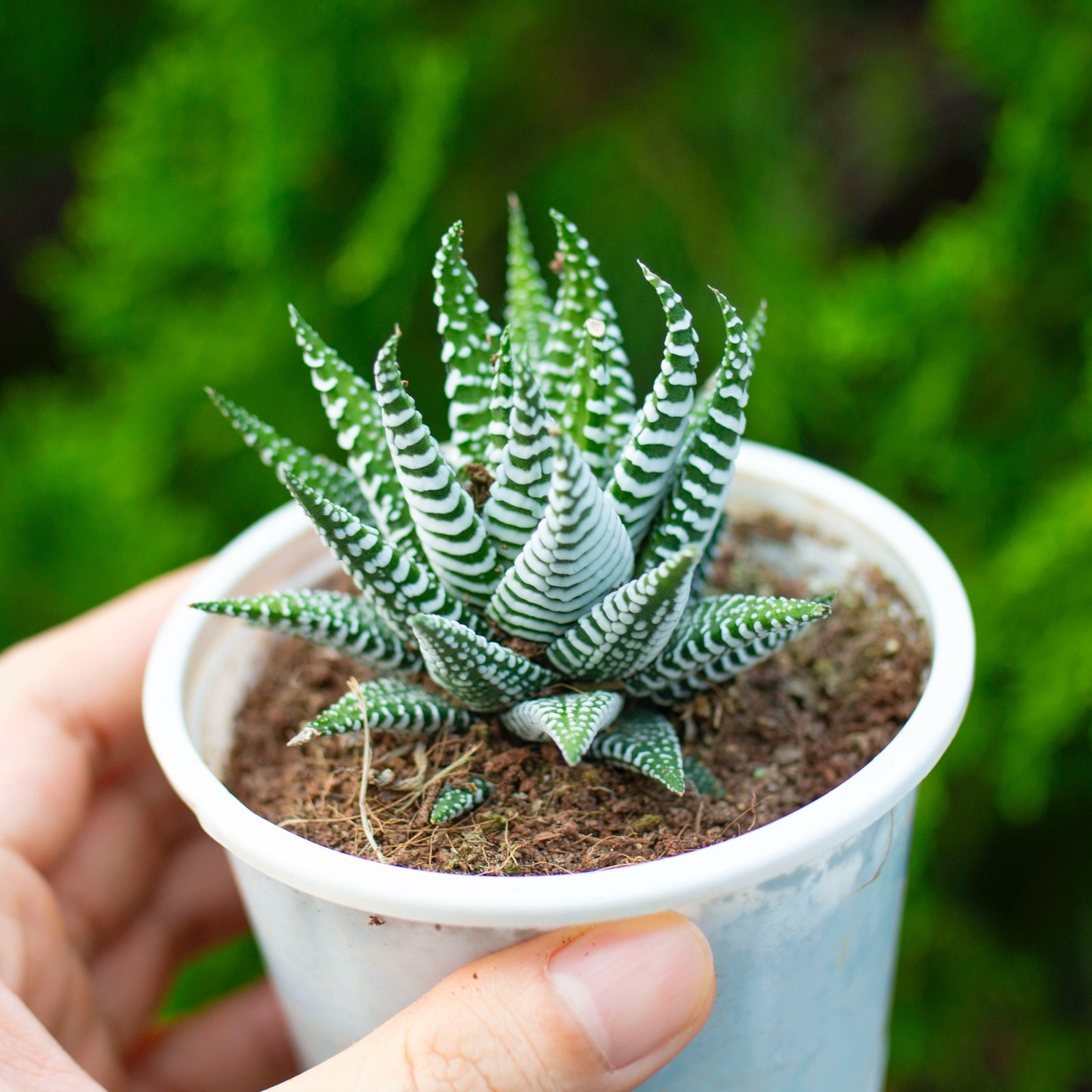 Sen đá móng rồng cỡ vừa 7-9cm (chậu nhựa)