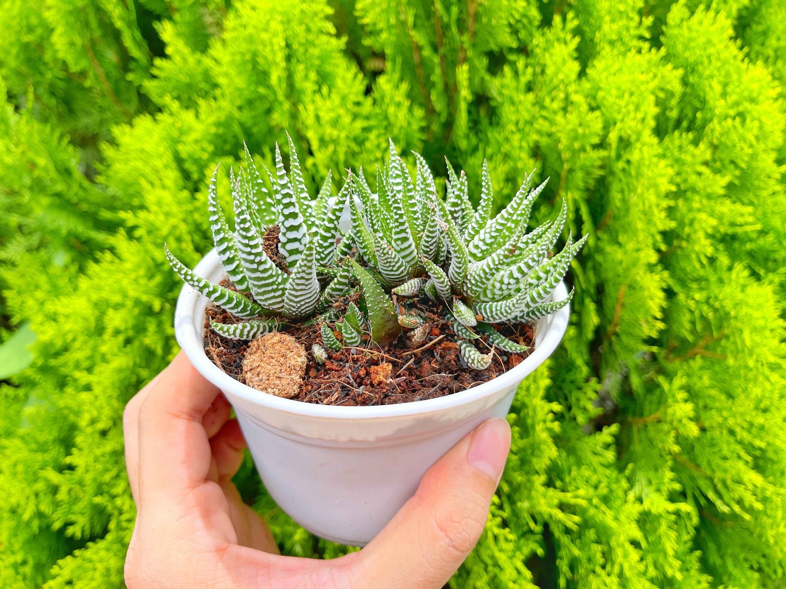 Sen đá móng rồng cỡ vừa 7-9cm (chậu nhựa) 3