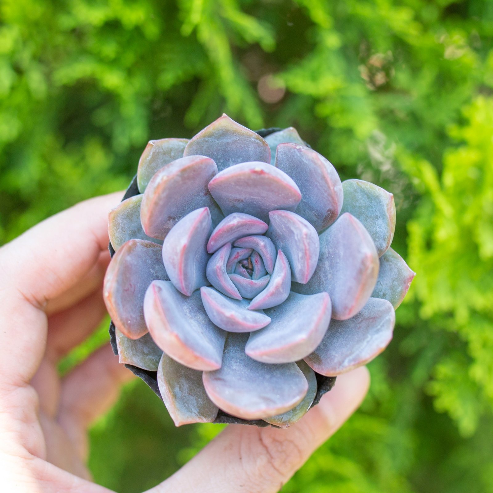 Sen đá viền tím 5-7cm (Bịch nhựa) 3