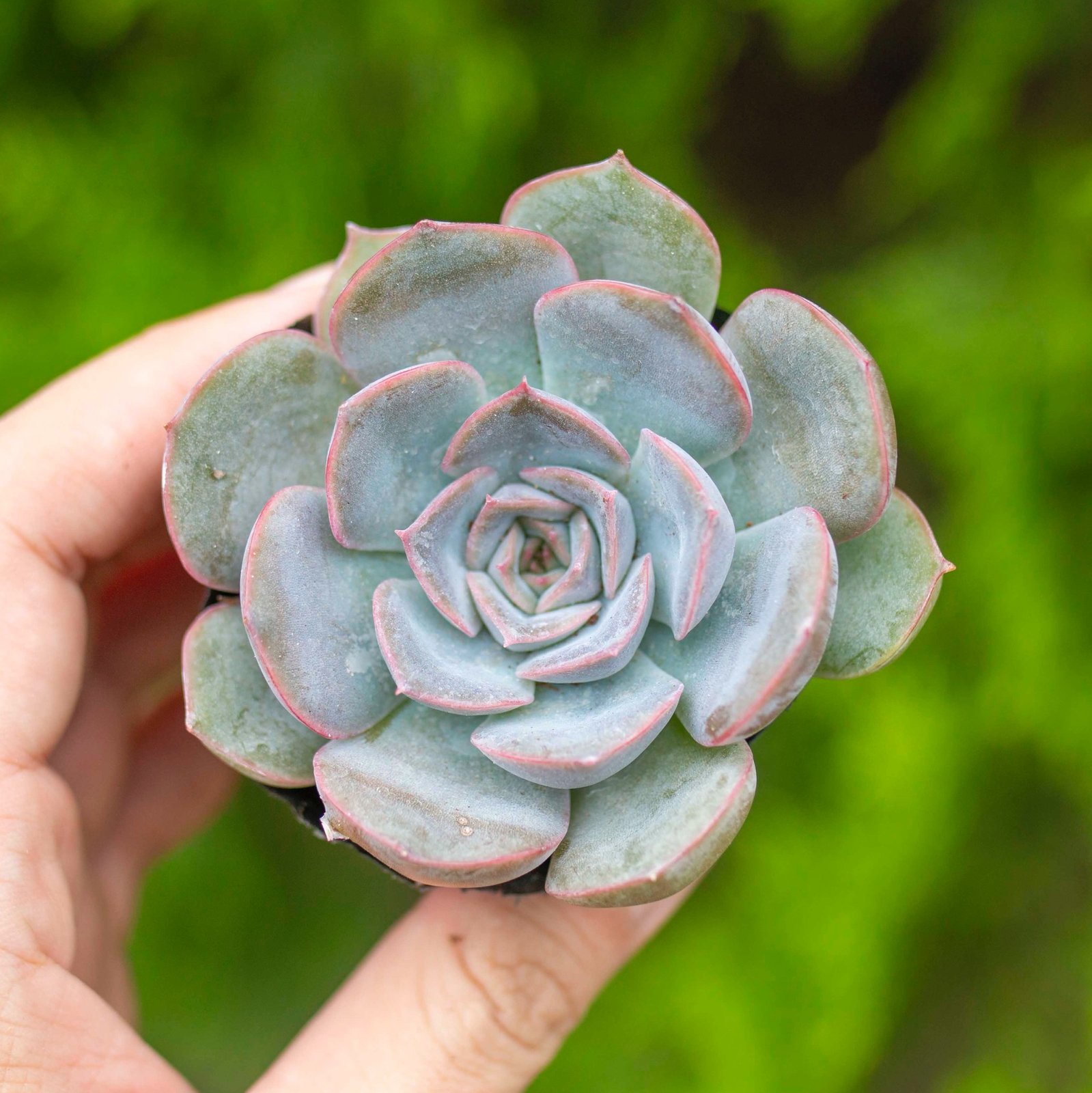 Sen đá viền tím 5-7cm (Bịch nhựa) 2