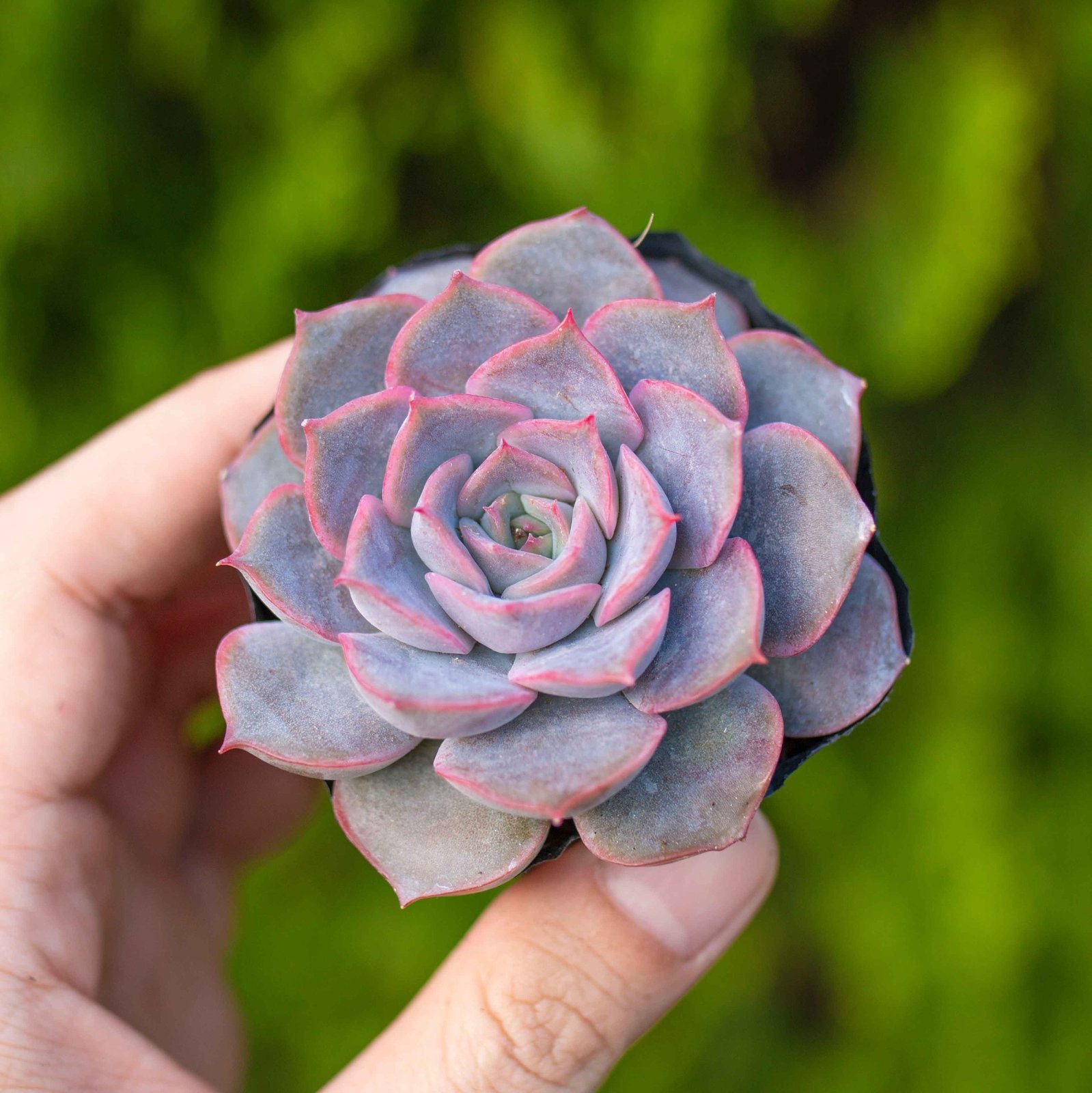 Sen đá viền tím 5-7cm (Bịch nhựa)