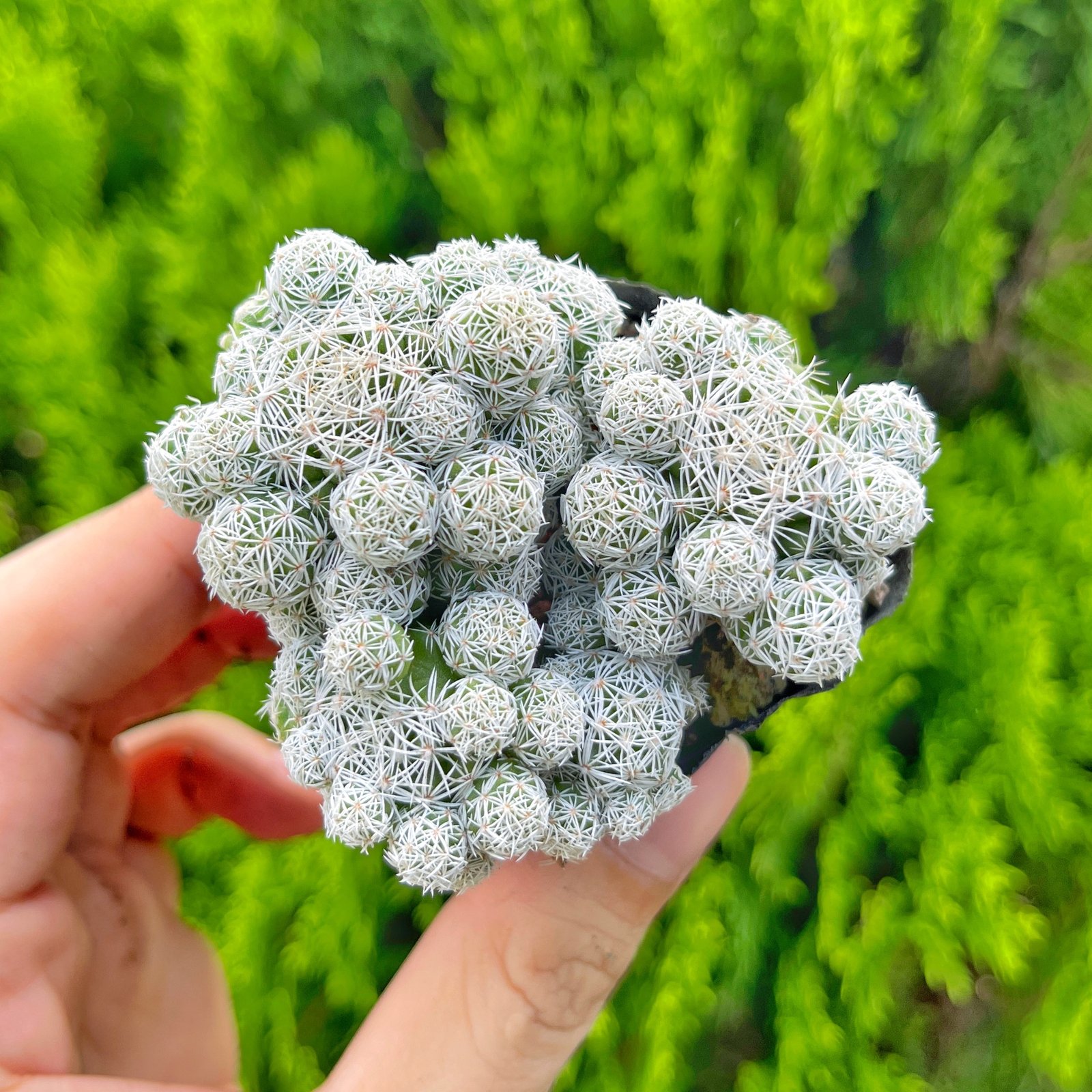 Xương rồng trứng chim cỡ vừa  (bịch nhựa) 2