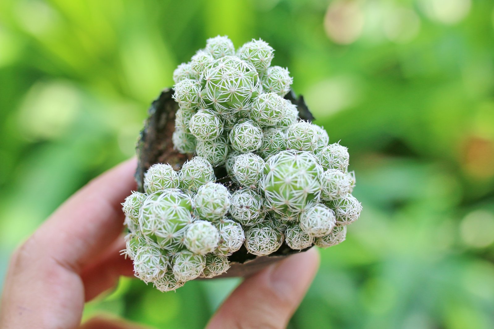 Xương rồng trứng chim cỡ vừa  (bịch nhựa) 3