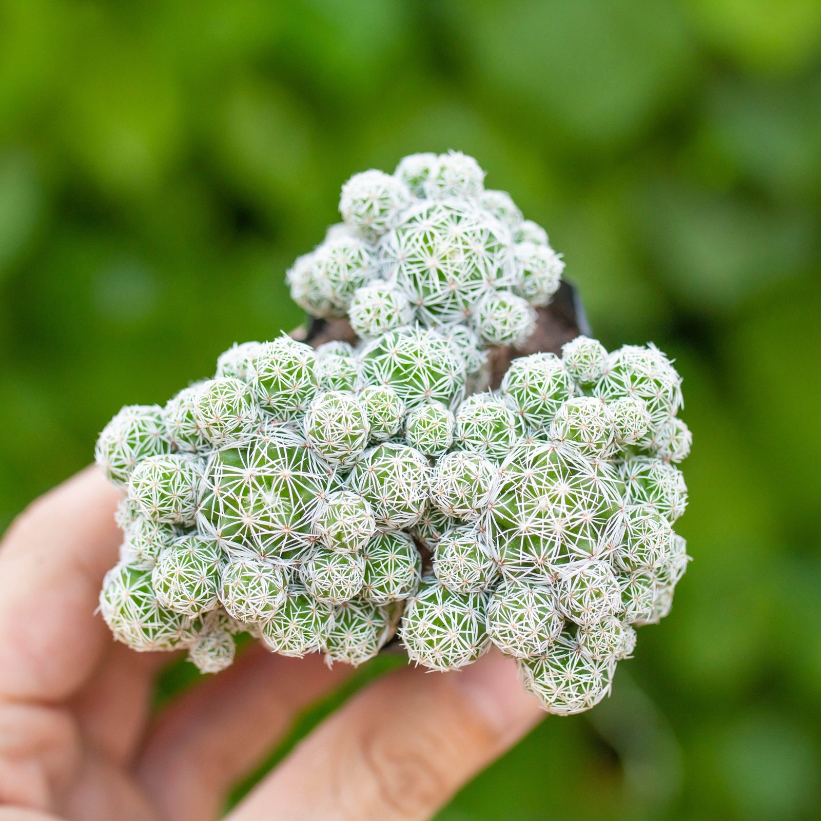 Xương rồng trứng chim cỡ vừa  (bịch nhựa)