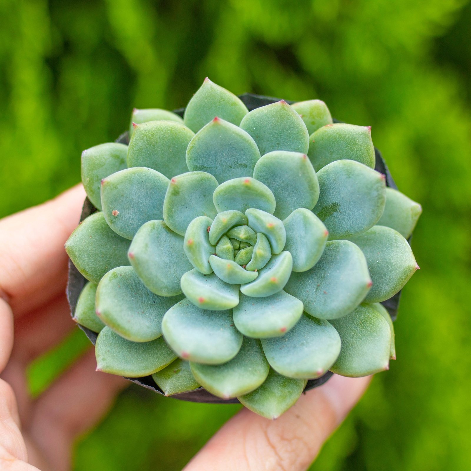 Sen đá bánh bao xanh 5-7cm (bịch nhựa) 2