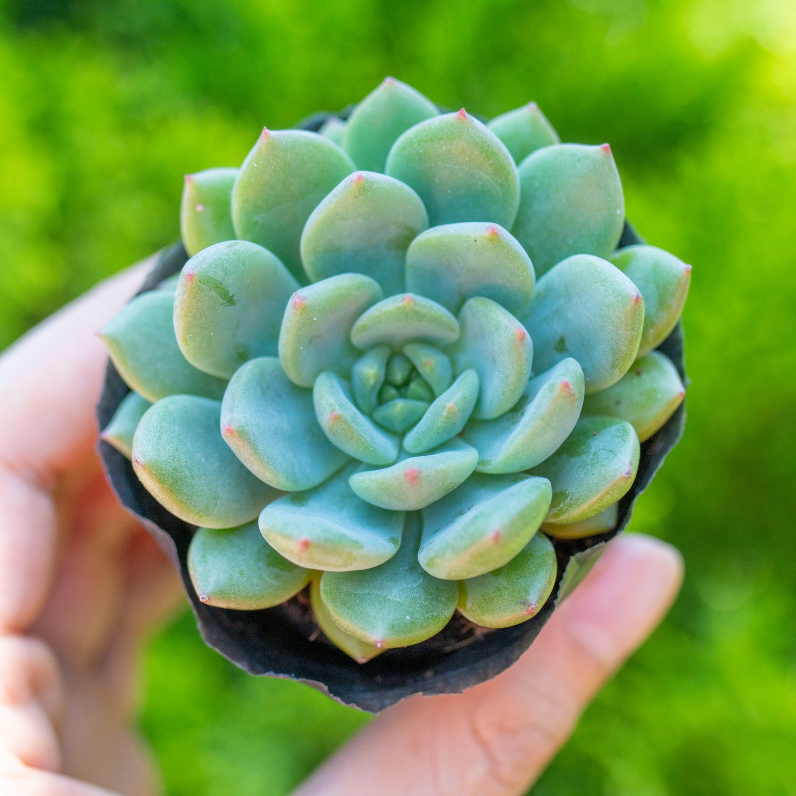 Sen đá bánh bao xanh 5-7cm (bịch nhựa) 3