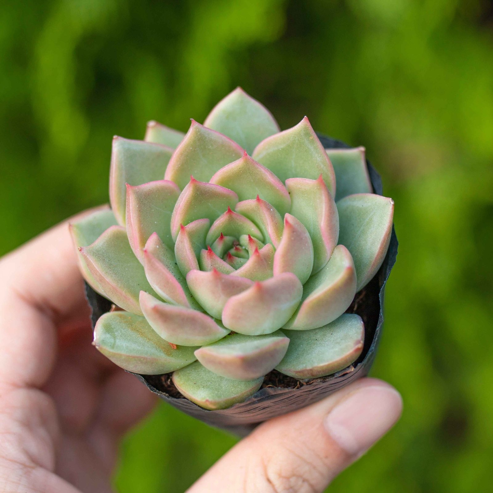 Sen đá kim lam 5-7cm (chậu nhựa)