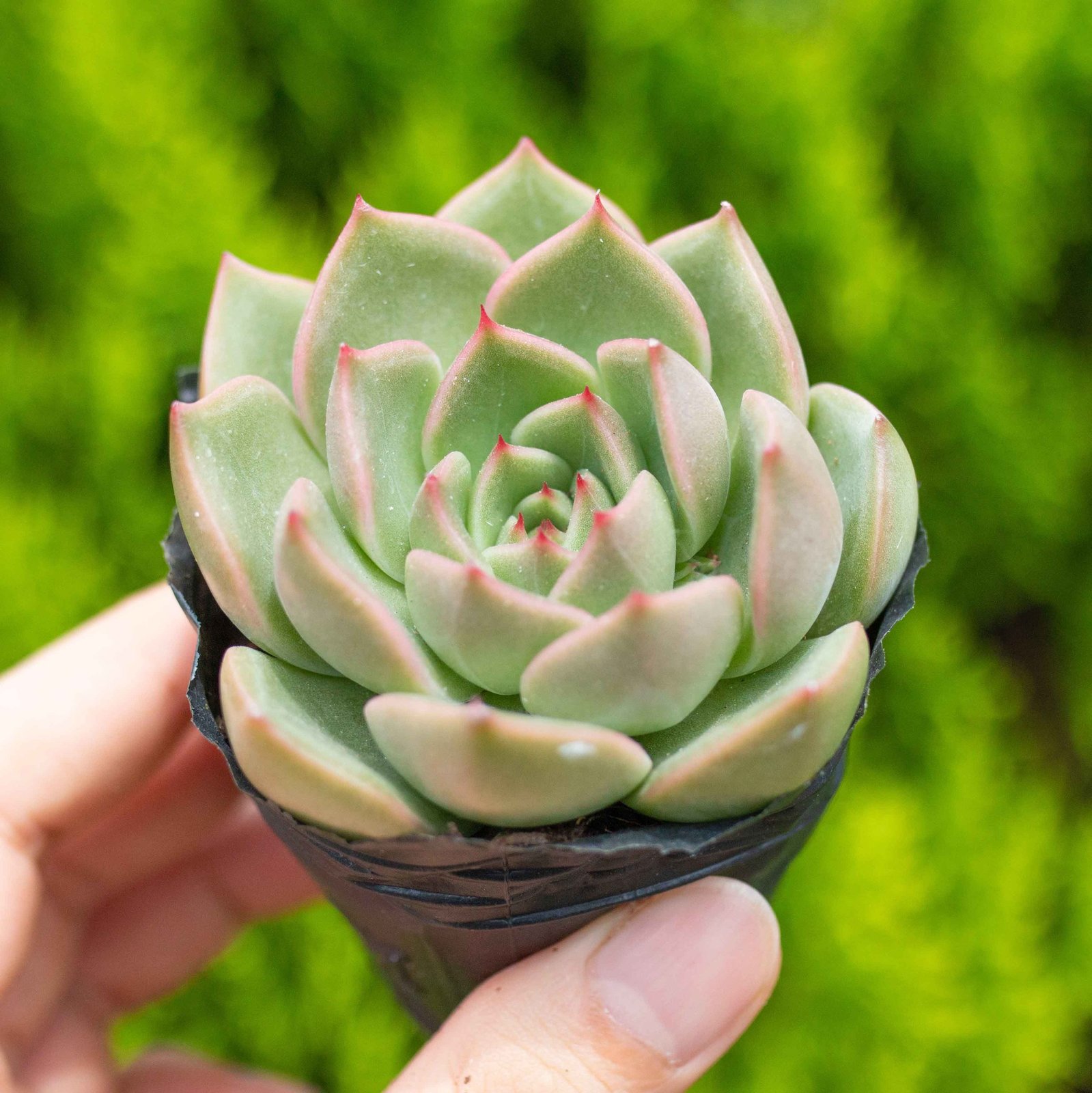 Sen đá kim lam 5-7cm (chậu nhựa) 2