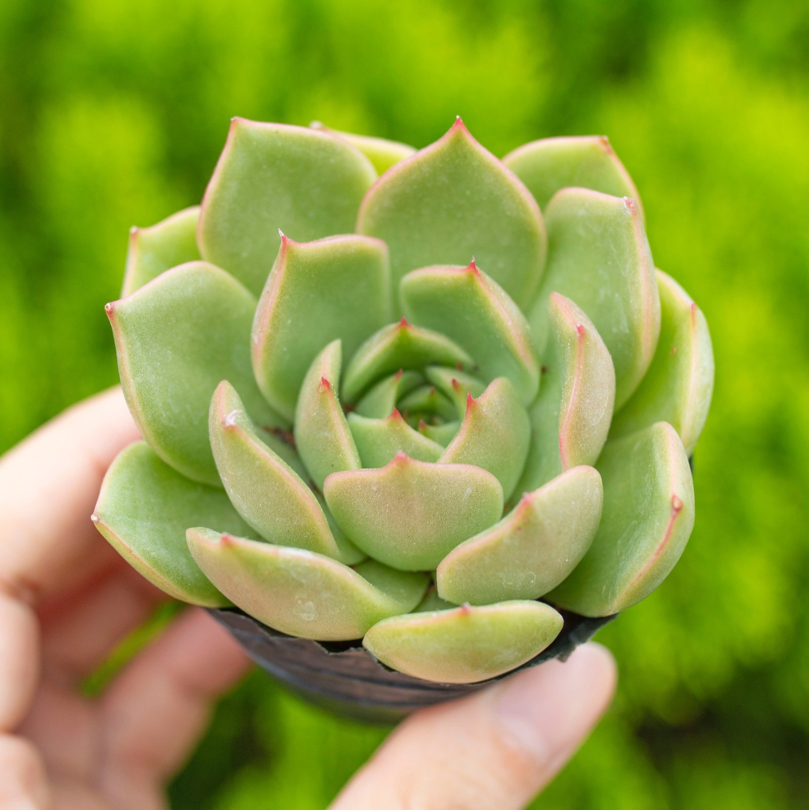 Sen đá kim lam 5-7cm (chậu nhựa) 3