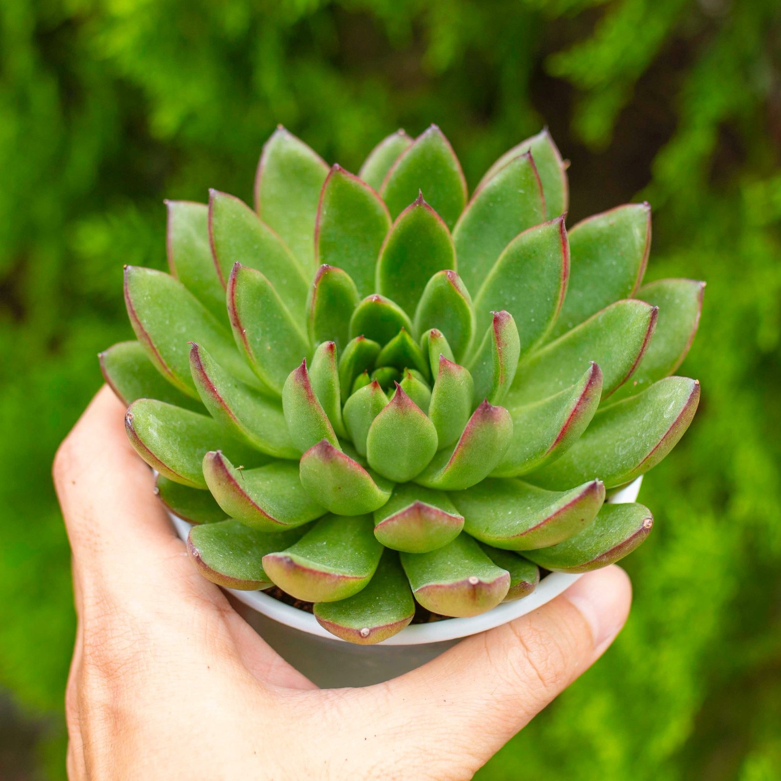 Sen đá viền lửa cỡ vừa 9-11cm (chậu nhựa/bịch nhựa)