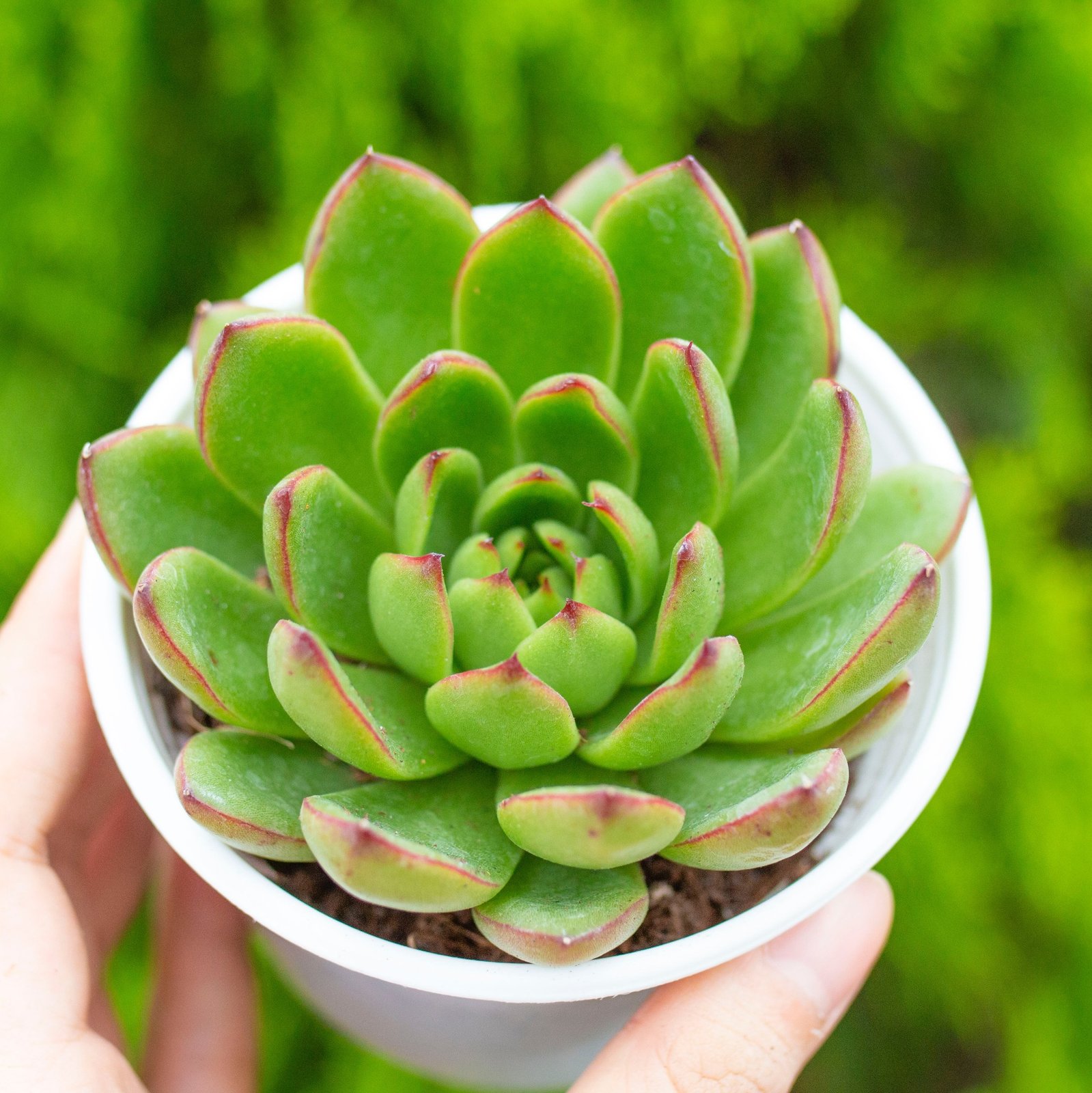 Sen đá viền lửa cỡ vừa 9-11cm (chậu nhựa/bịch nhựa) 2