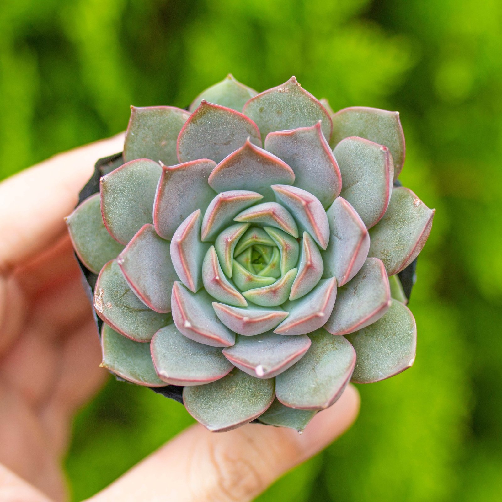 Sen đá hoa hồng nâu 5-7cm (bịch nhựa) 2