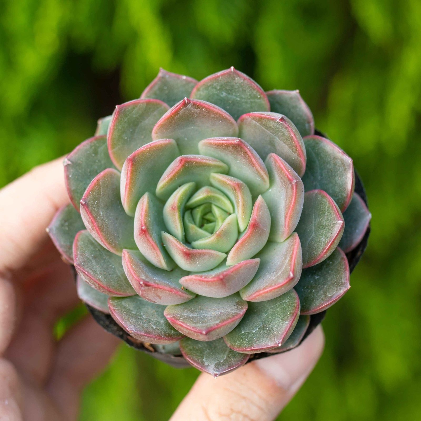 Sen đá hoa hồng nâu 5-7cm (bịch nhựa)