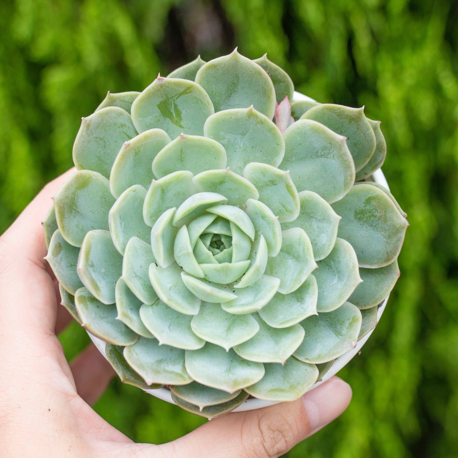 Sen ngọc bích cỡ vừa 9-11cm (chậu nhựa)