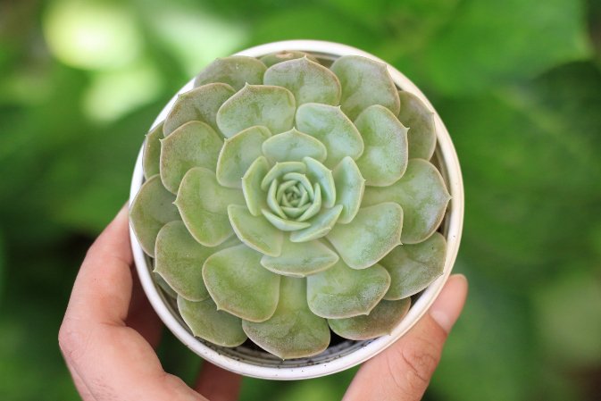 Sen ngọc bích cỡ vừa 9-11cm (chậu nhựa) 2