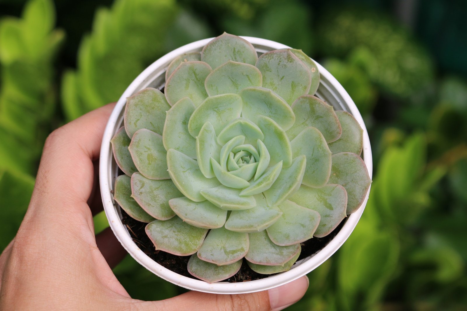 Sen ngọc bích cỡ vừa 9-11cm (chậu nhựa) 3