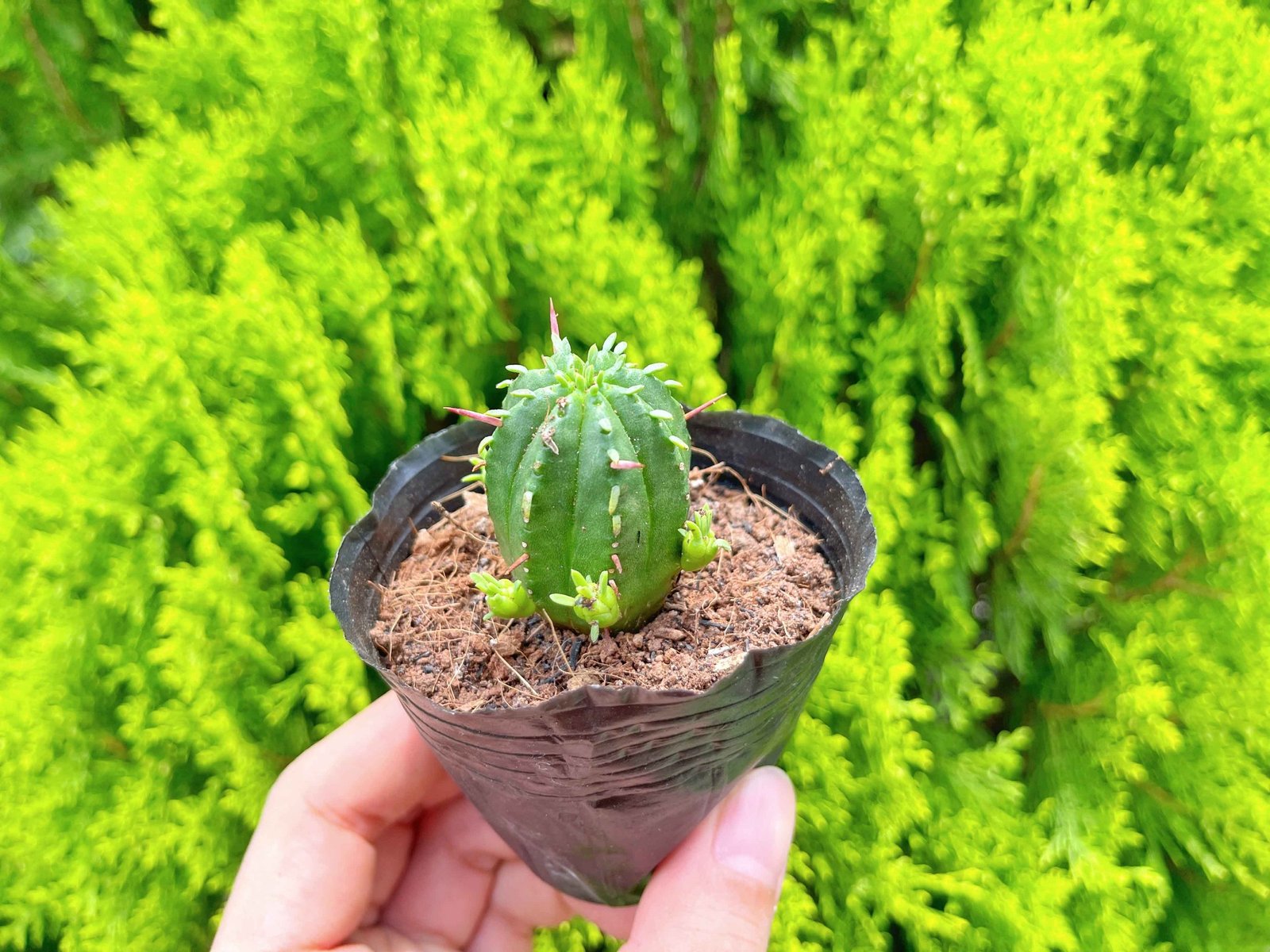 Mủ đục giống mới 3-5cm (bịch nhựa) 3