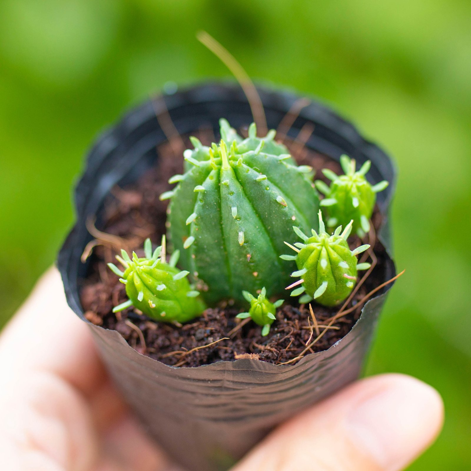 Mủ đục giống mới 3-5cm (bịch nhựa) 2