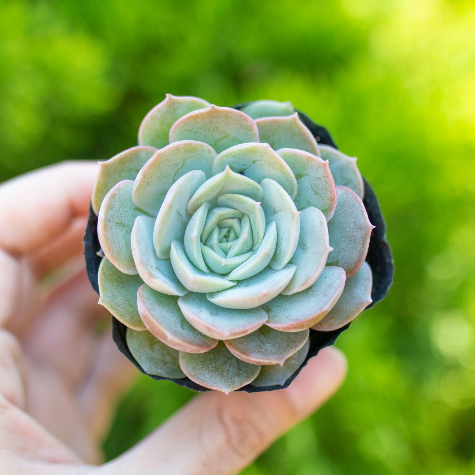 Sen đá  ngọc bích 5-7cm (bịch nhựa) 3