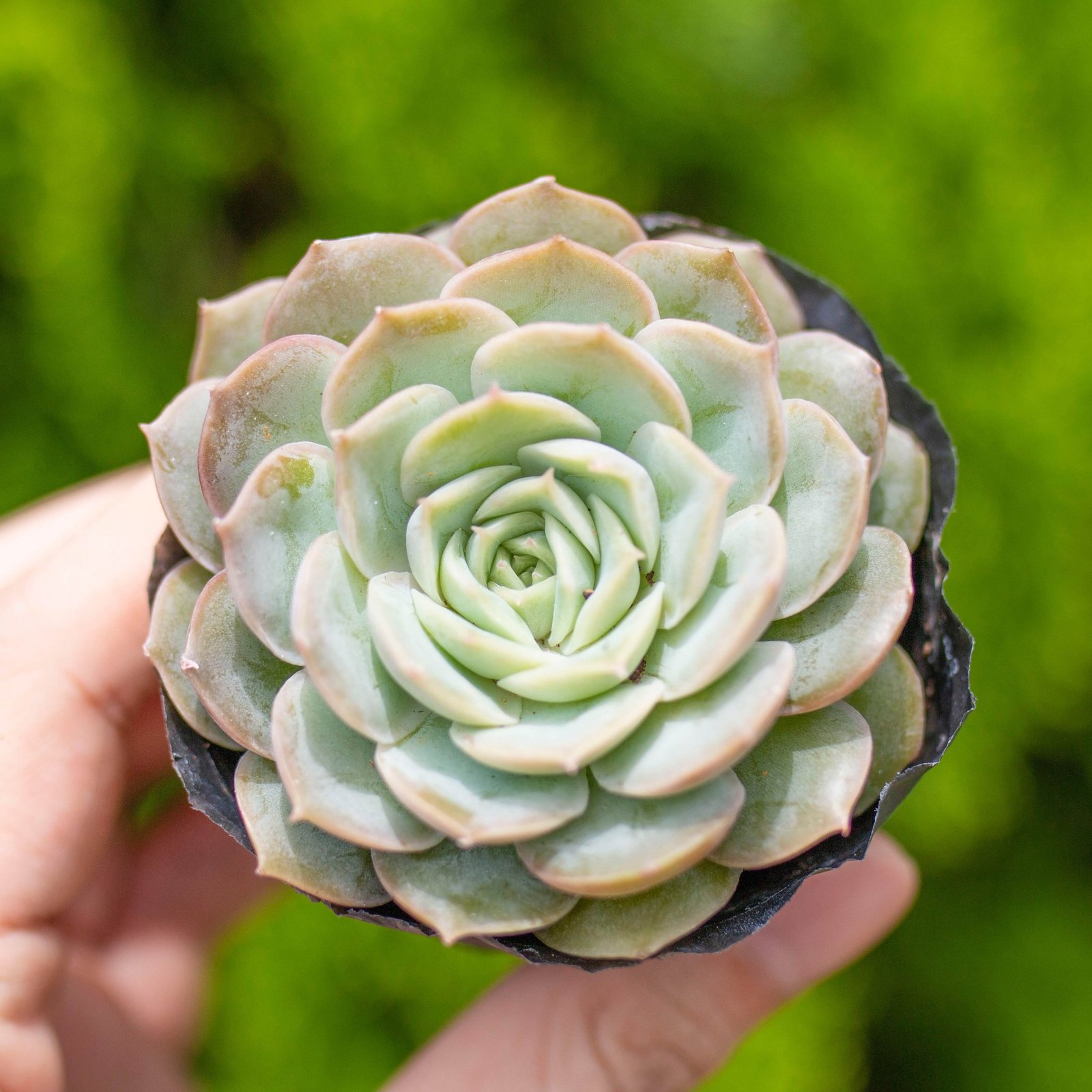 Sen đá  ngọc bích 5-7cm (bịch nhựa) 2