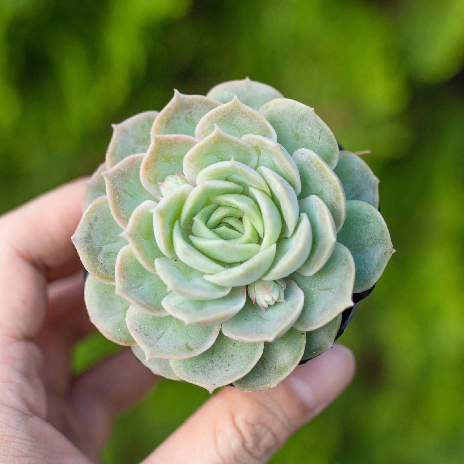 Sen đá ngọc bích 5-7cm (bịch nhựa)