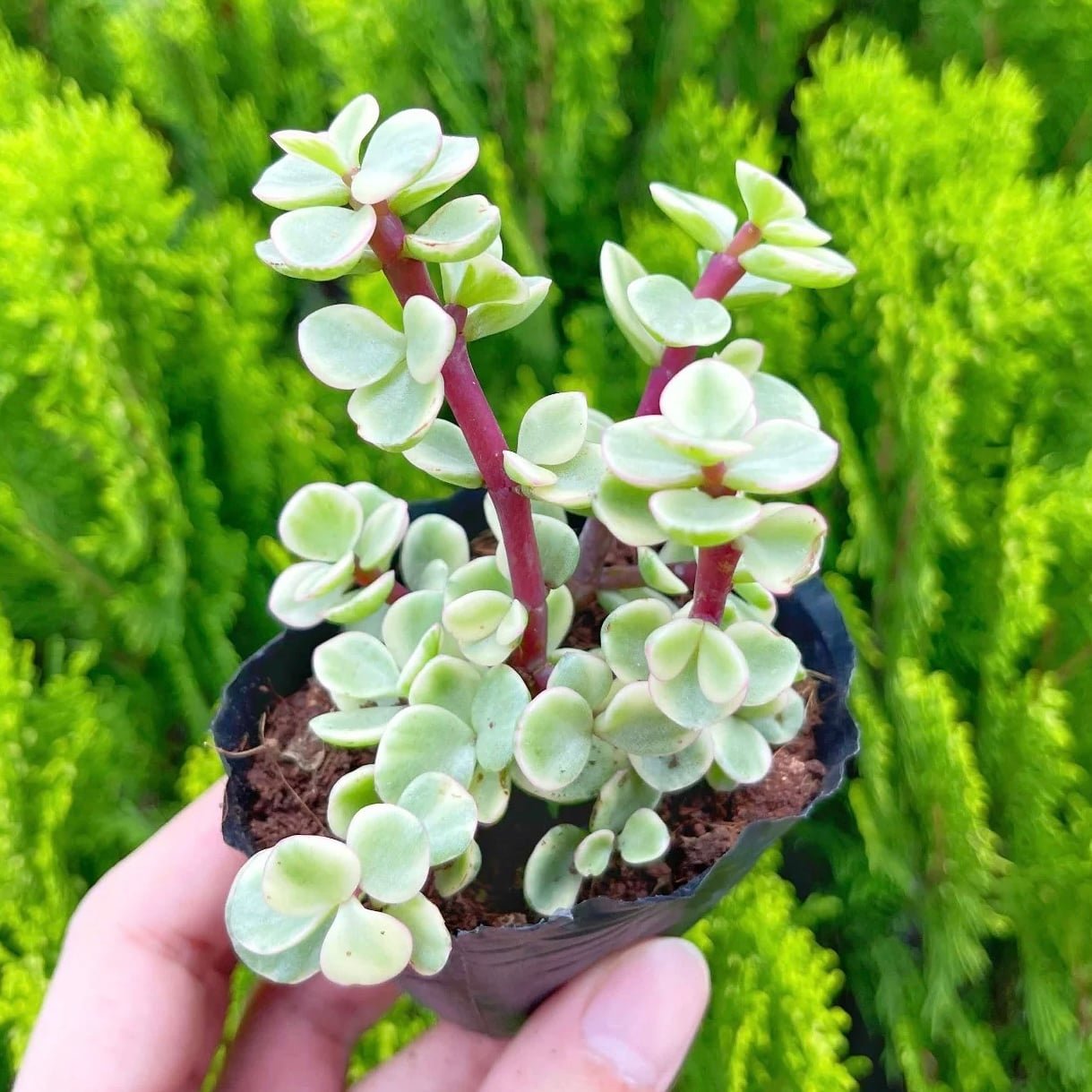Sen đôla 5-7cm (chậu nhựa/bịch nhựa) 2