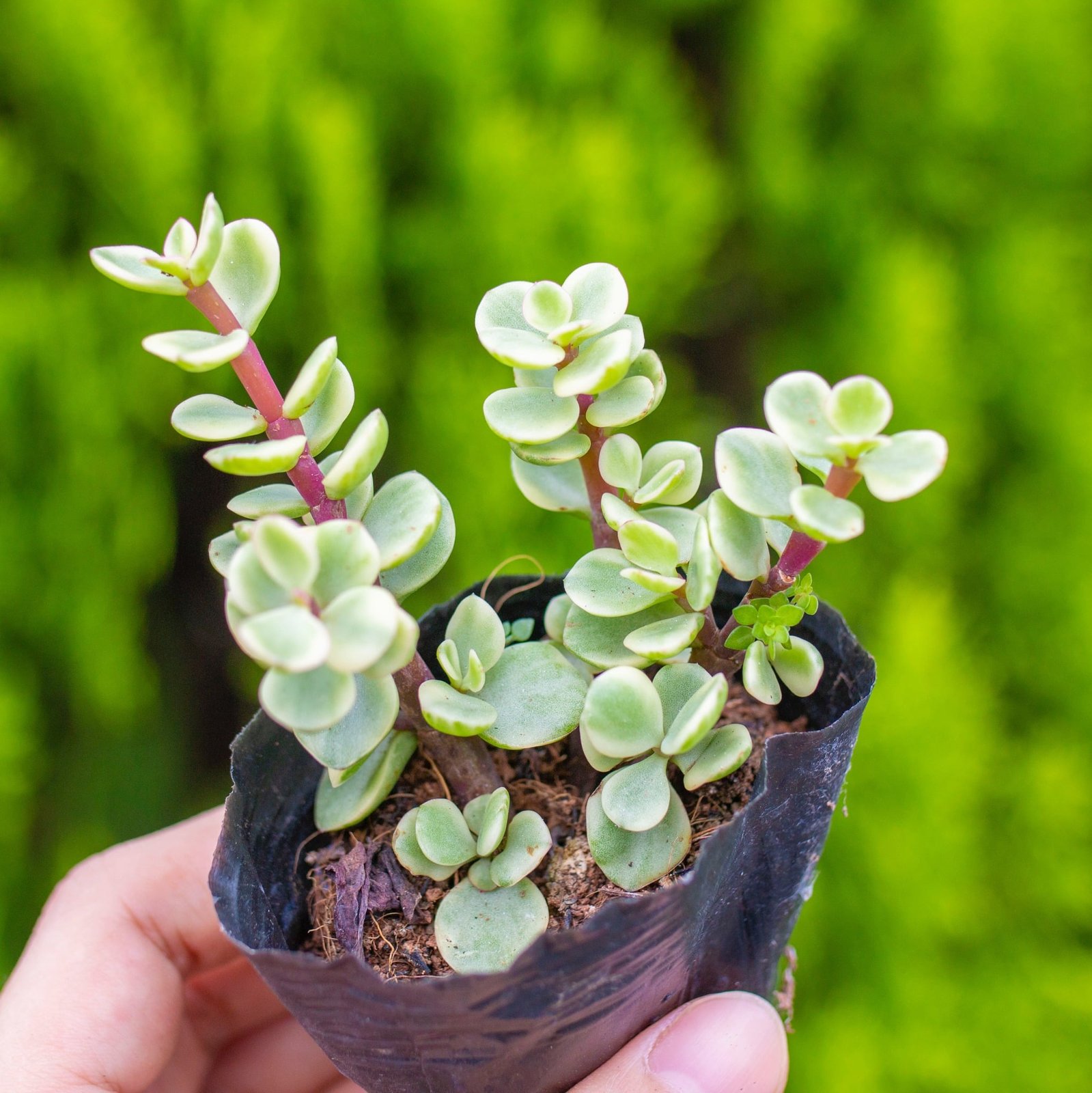 Sen đôla 5-7cm (chậu nhựa/bịch nhựa)