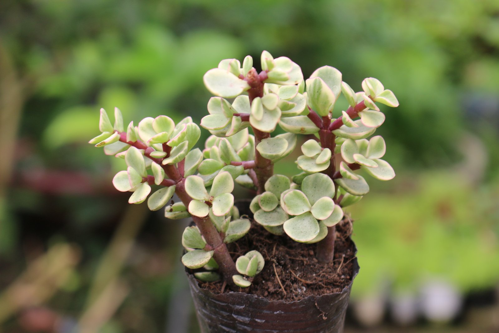 Sen đôla 5-7cm (chậu nhựa/bịch nhựa) 3