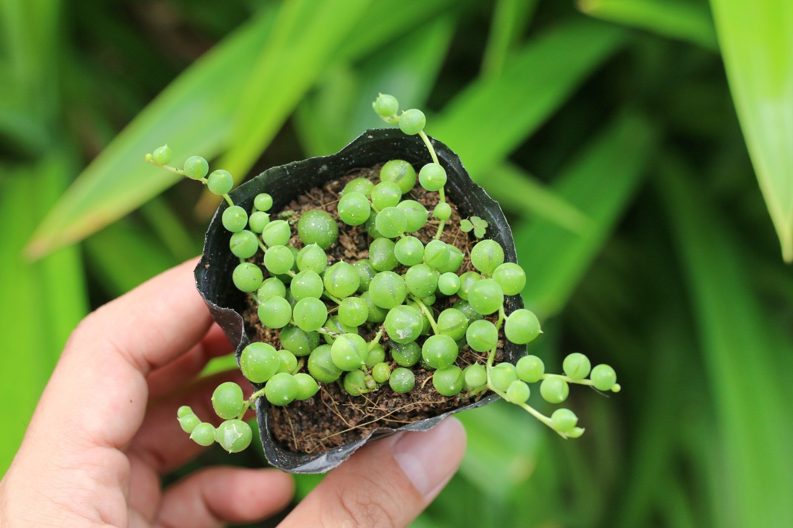 Sen giọt nước tròn (bịch nhựa/chậu nhựa) 3