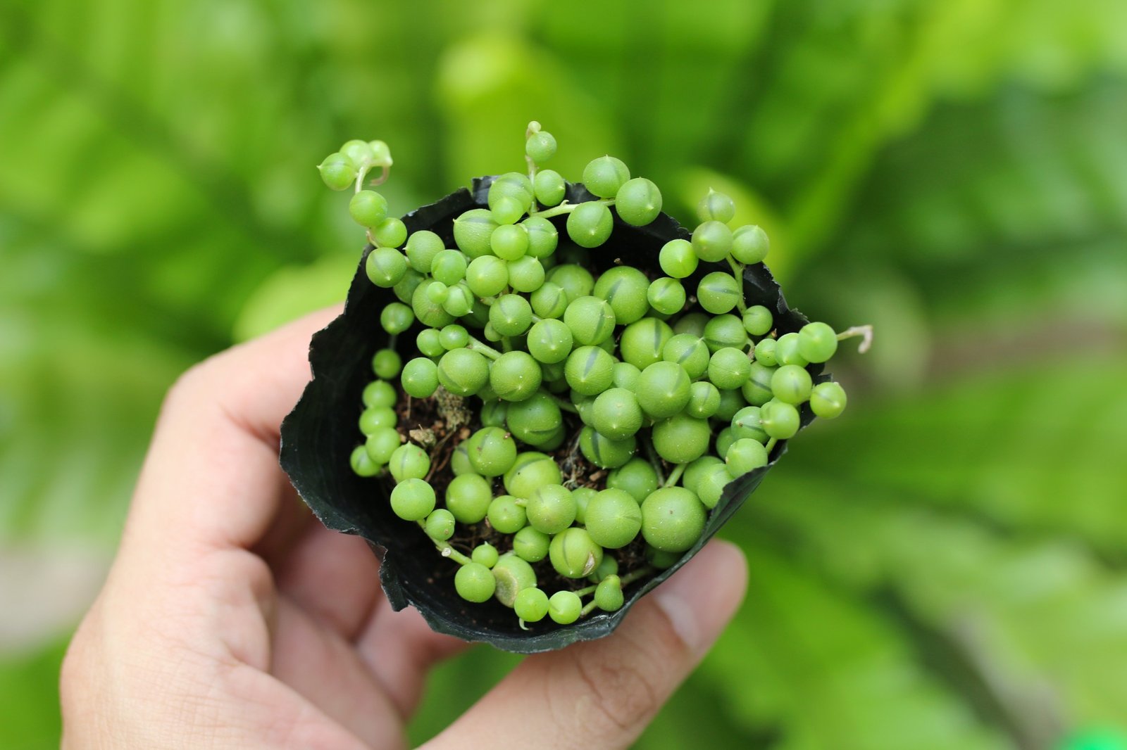 Sen giọt nước tròn (bịch nhựa/chậu nhựa) 2