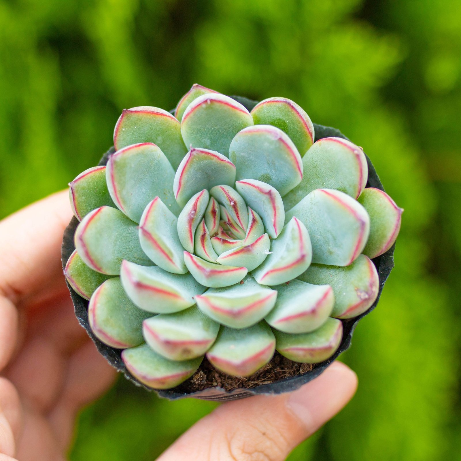 Sen đá viền đỏ 5-7cm (bịch nhựa) 2