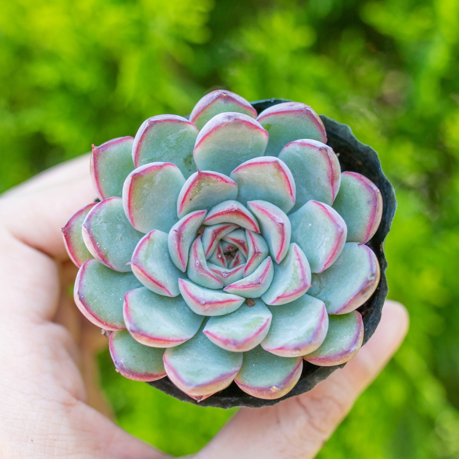Sen đá viền đỏ 5-7cm (bịch nhựa) 3
