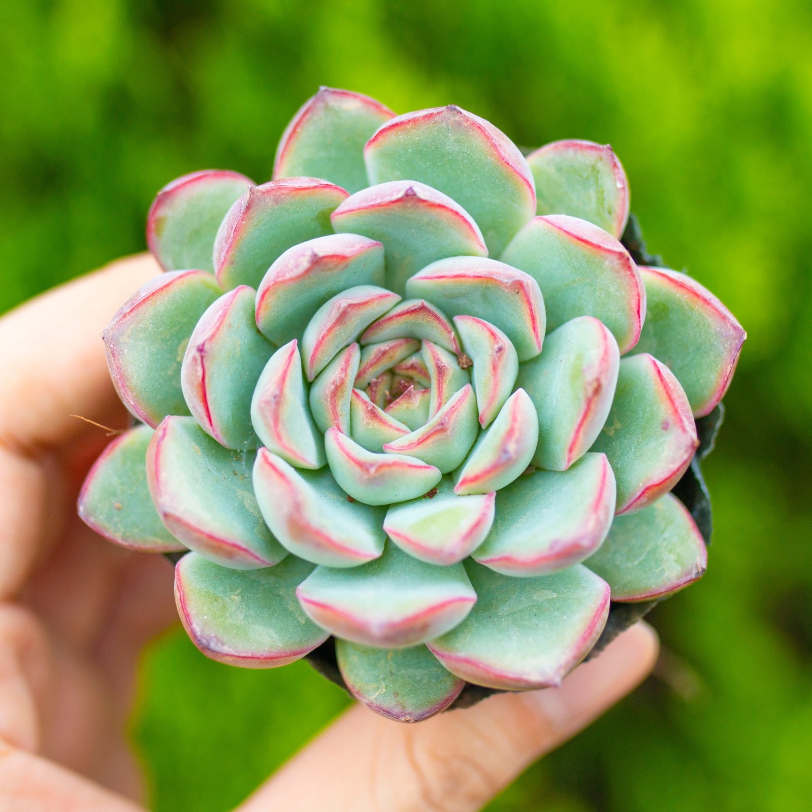 Sen đá viền đỏ 5-7cm (bịch nhựa)