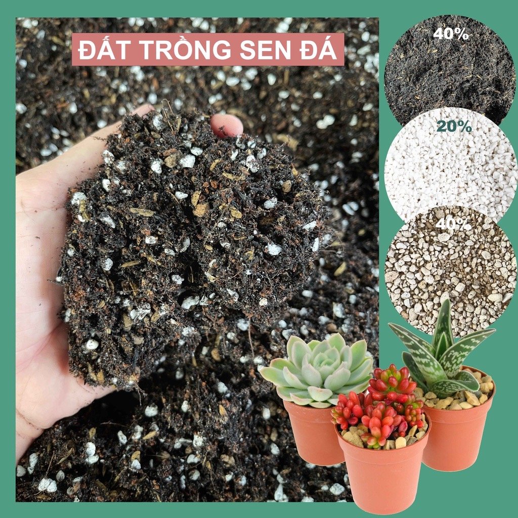 Đất trồng sen đá trộn sẵn (1 kg)