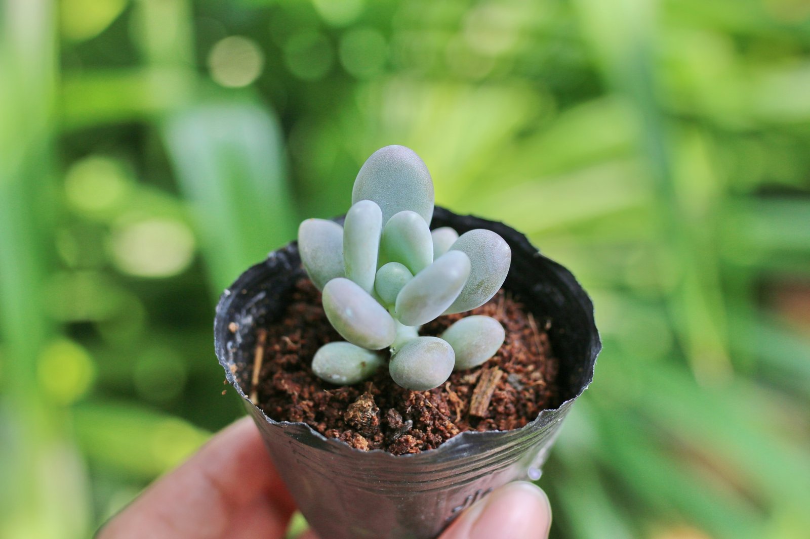 Sen đá sỏi trắng (Bịch nhựa/chậu nhựa) 3