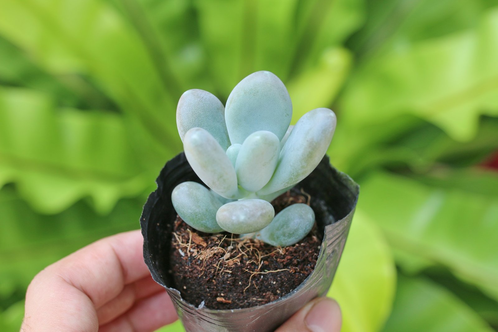 Sen đá sỏi trắng (Bịch nhựa/chậu nhựa) 2