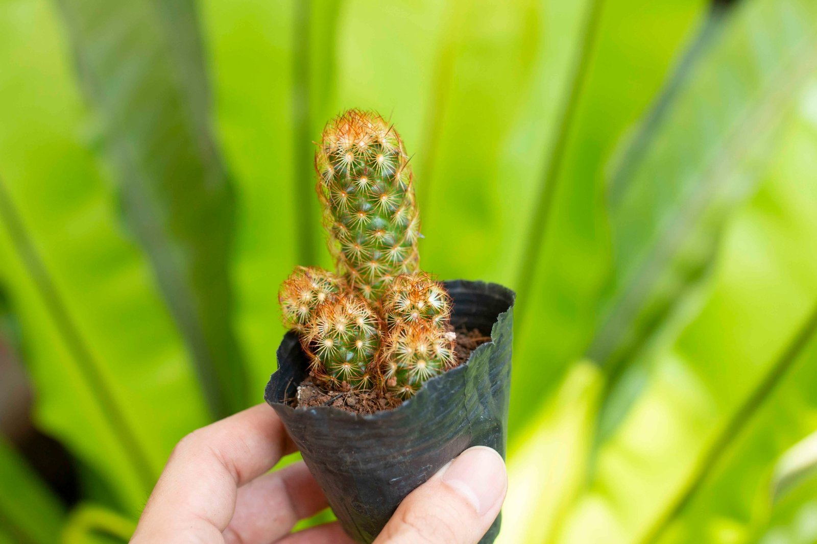 Xương rồng thạch trụ thiên cỡ nhỏ (Bịch nhựa) 3