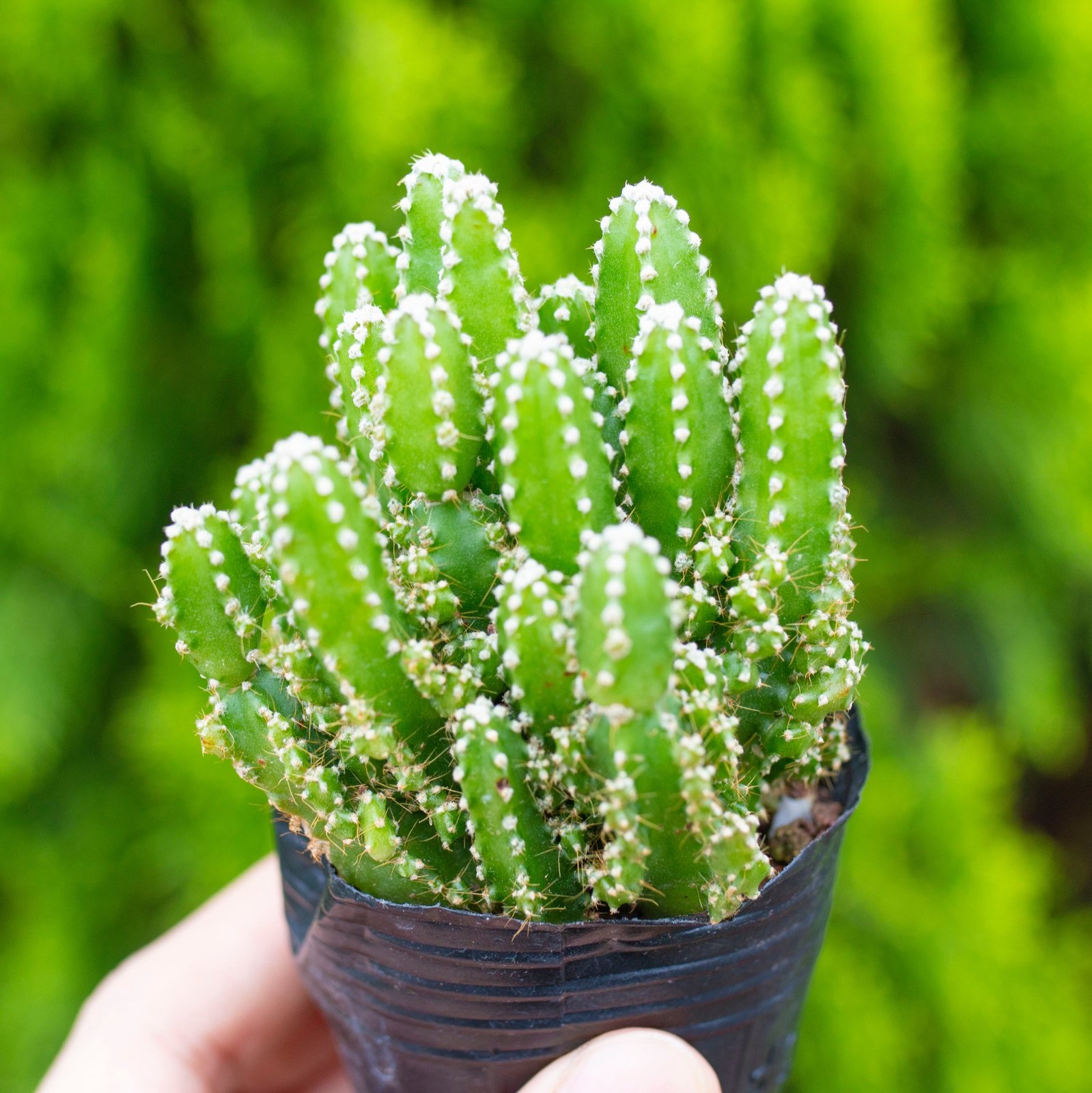 Xương rồng thanh sơn (bịch nhựa/chậu nhựa)
