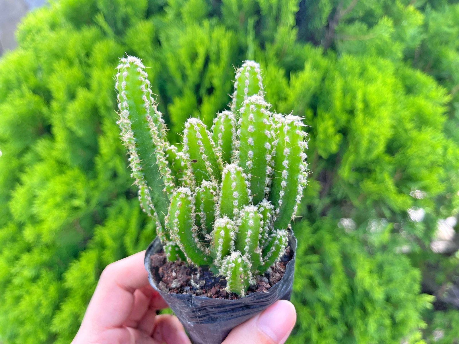 Xương rồng thanh sơn (bịch nhựa/chậu nhựa) 2