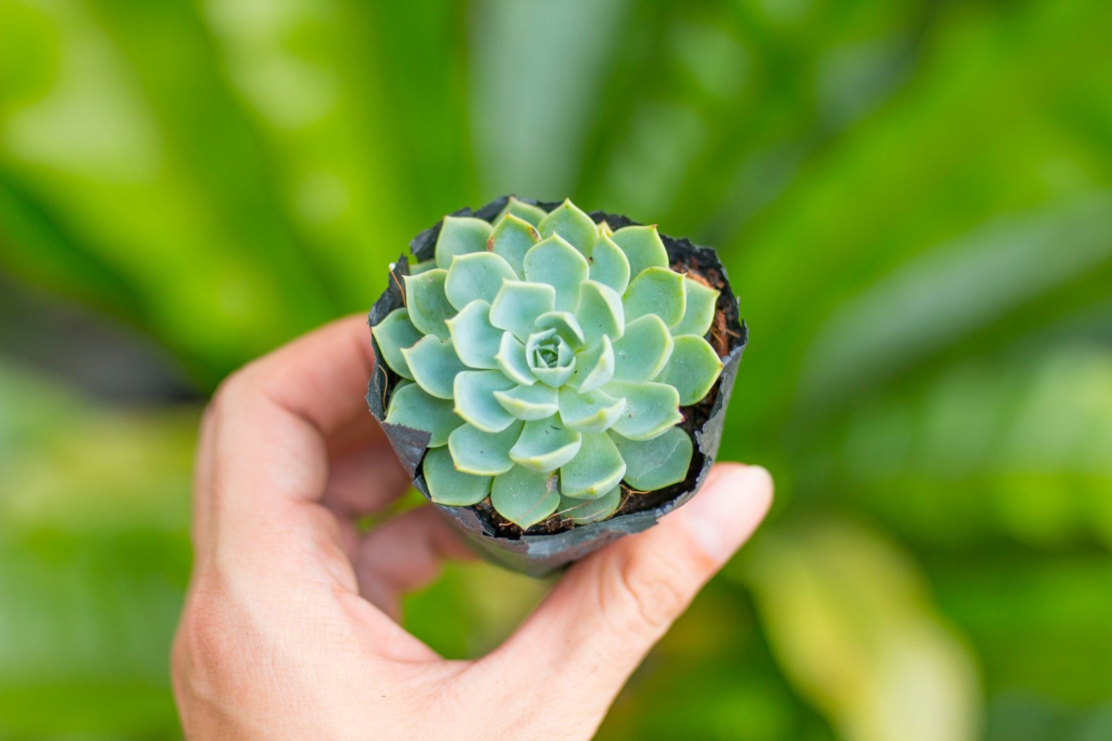 Sen đá thái 5-7cm (bịch nhựa/chậu nhựa) 3