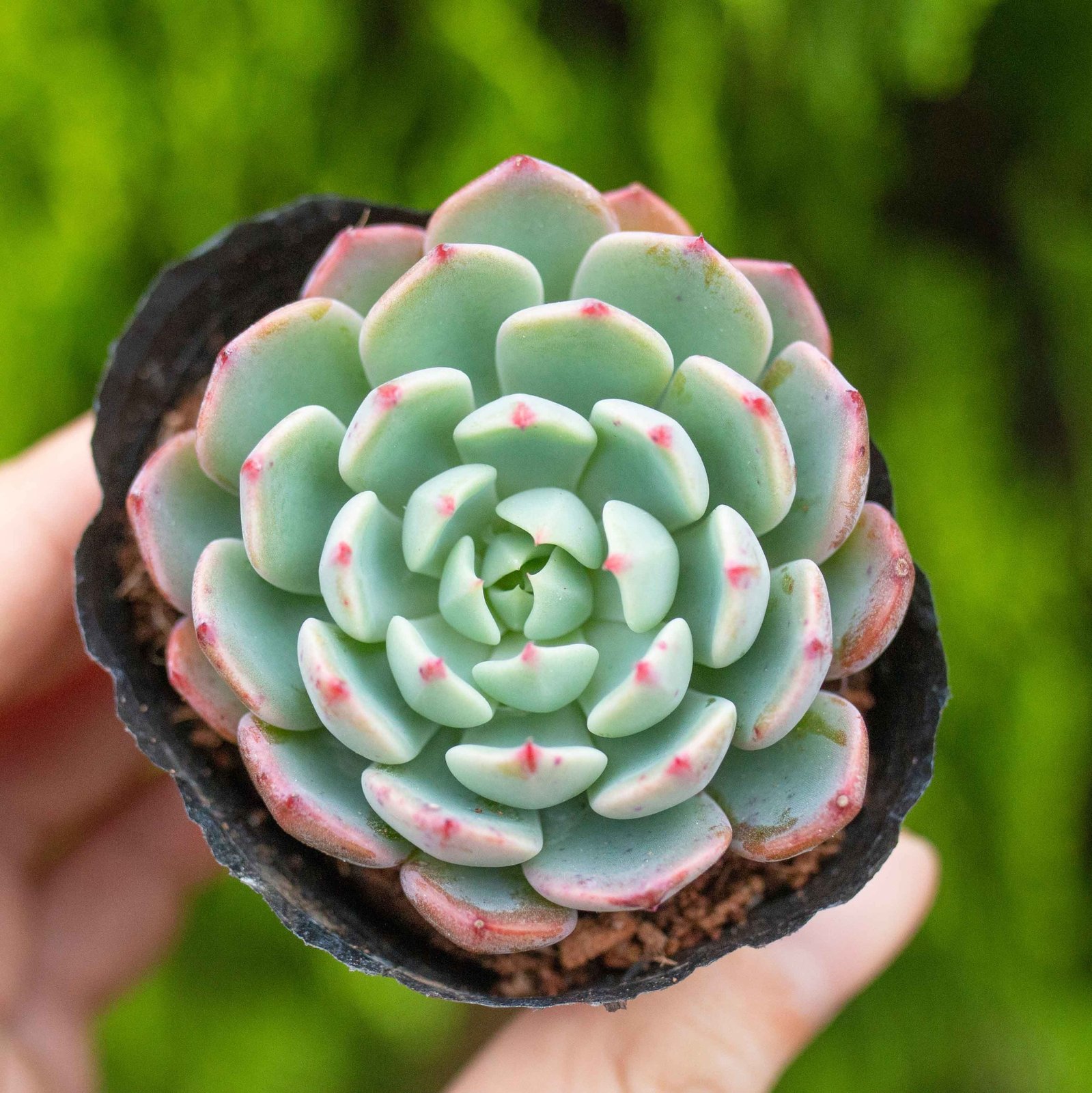 Sen đá thái 5-7cm (bịch nhựa/chậu nhựa)