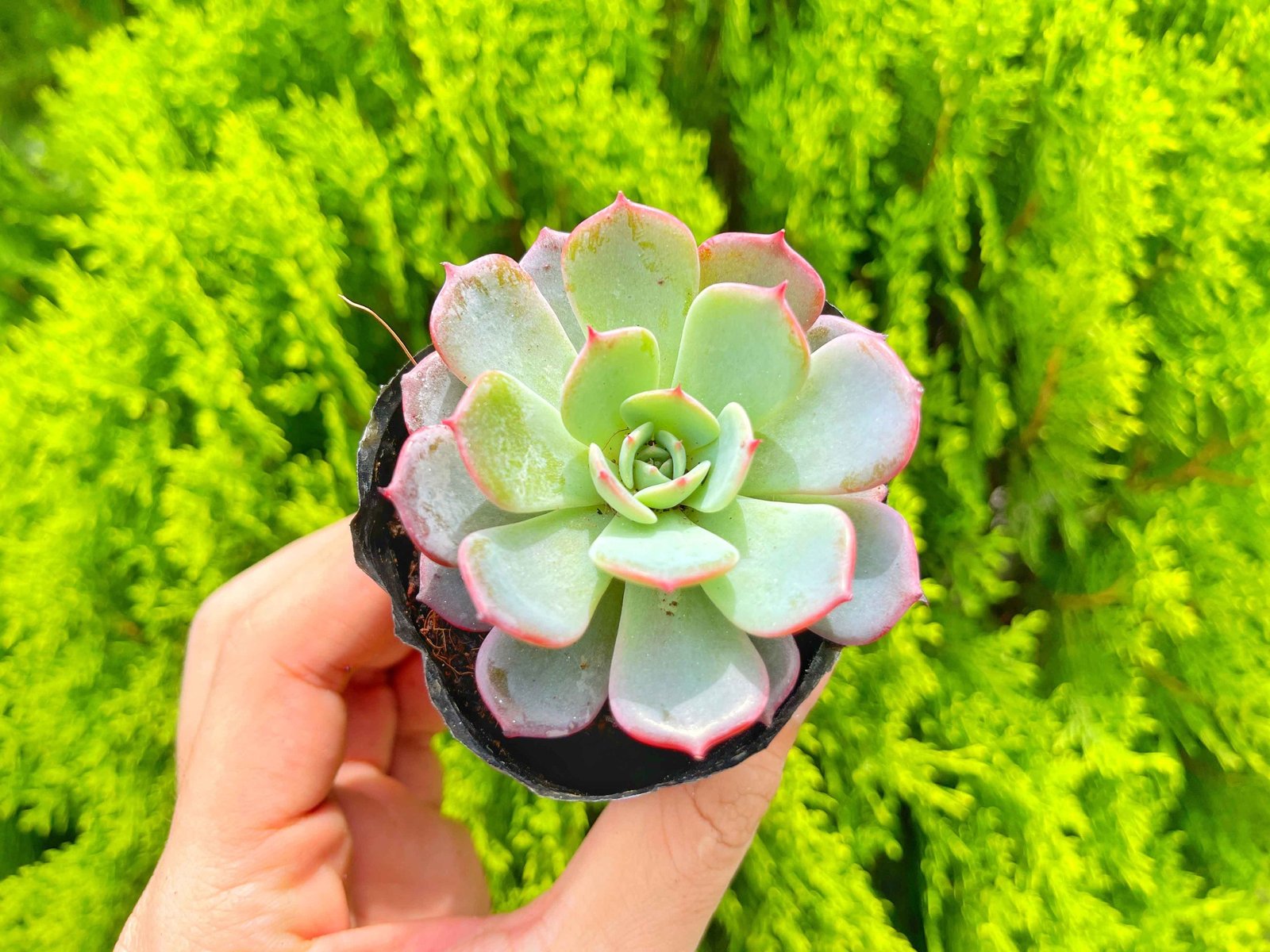 Sen đá thái 5-7cm (bịch nhựa/chậu nhựa) 2