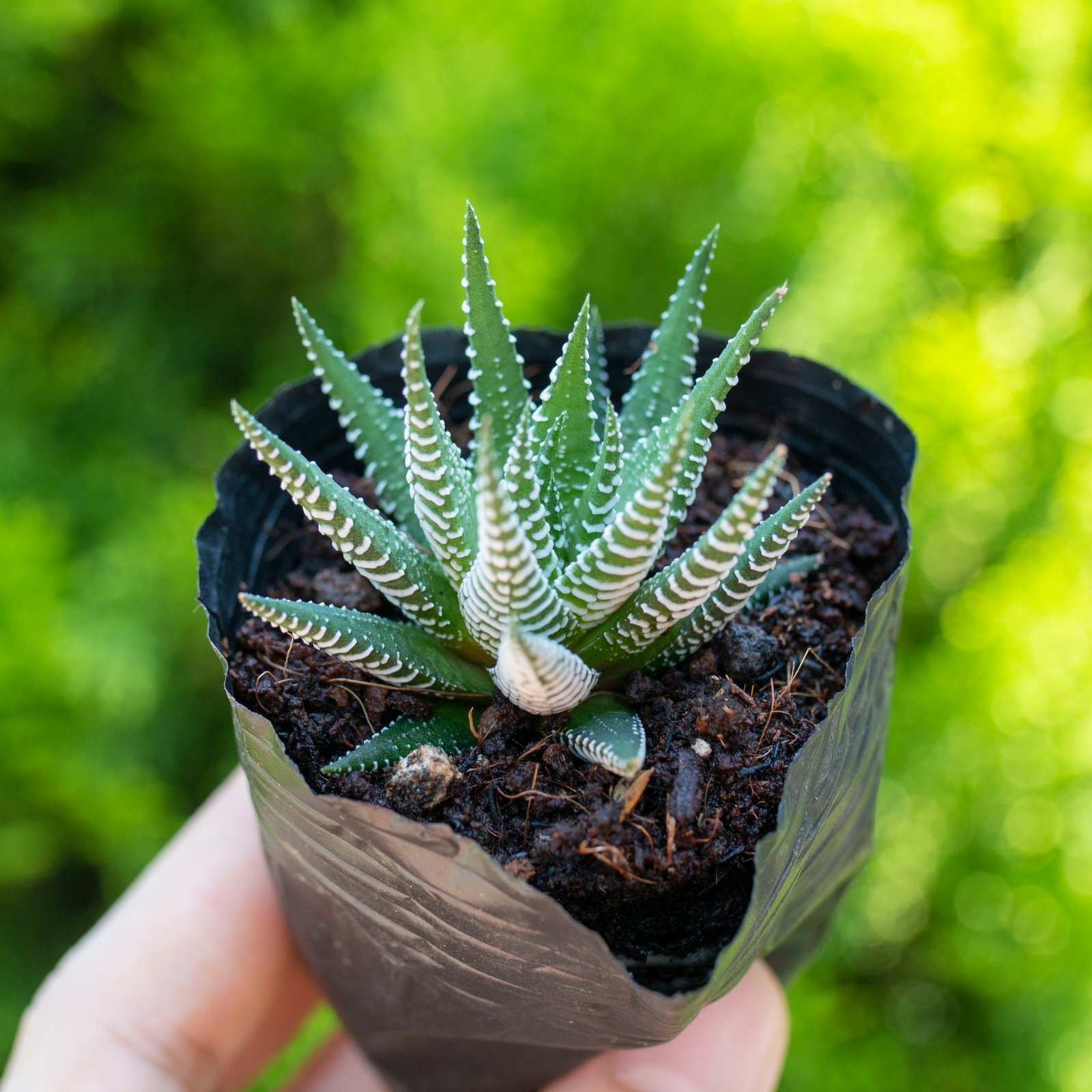 Sen đá móng rồng 5-7cm (bịch nhựa) 2