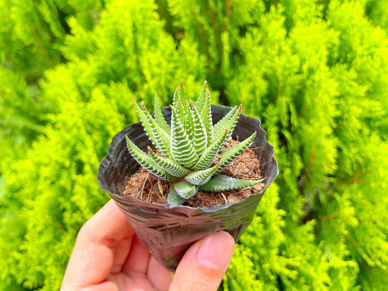 Sen đá móng rồng 5-7cm (bịch nhựa) 3