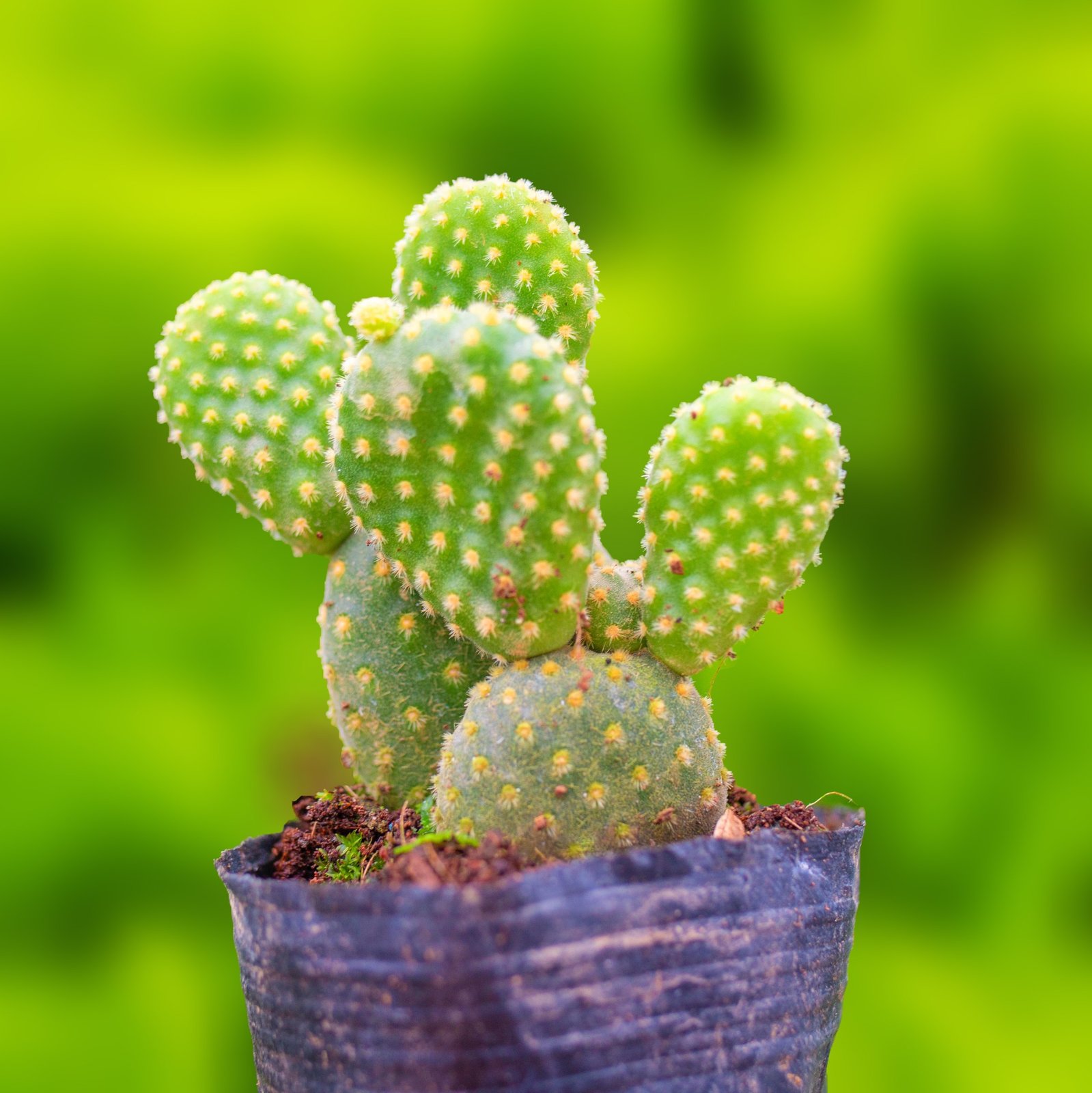 Xương rồng tai thỏ (bịch nhựa/chậu nhựa) 3