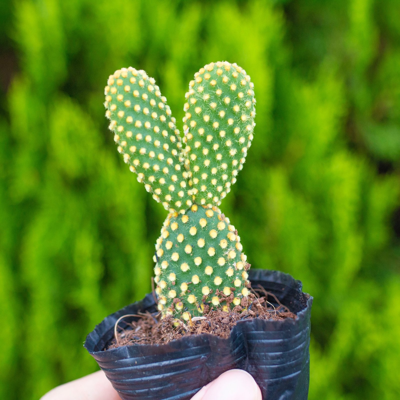 Xương rồng tai thỏ (bịch nhựa/chậu nhựa) 2
