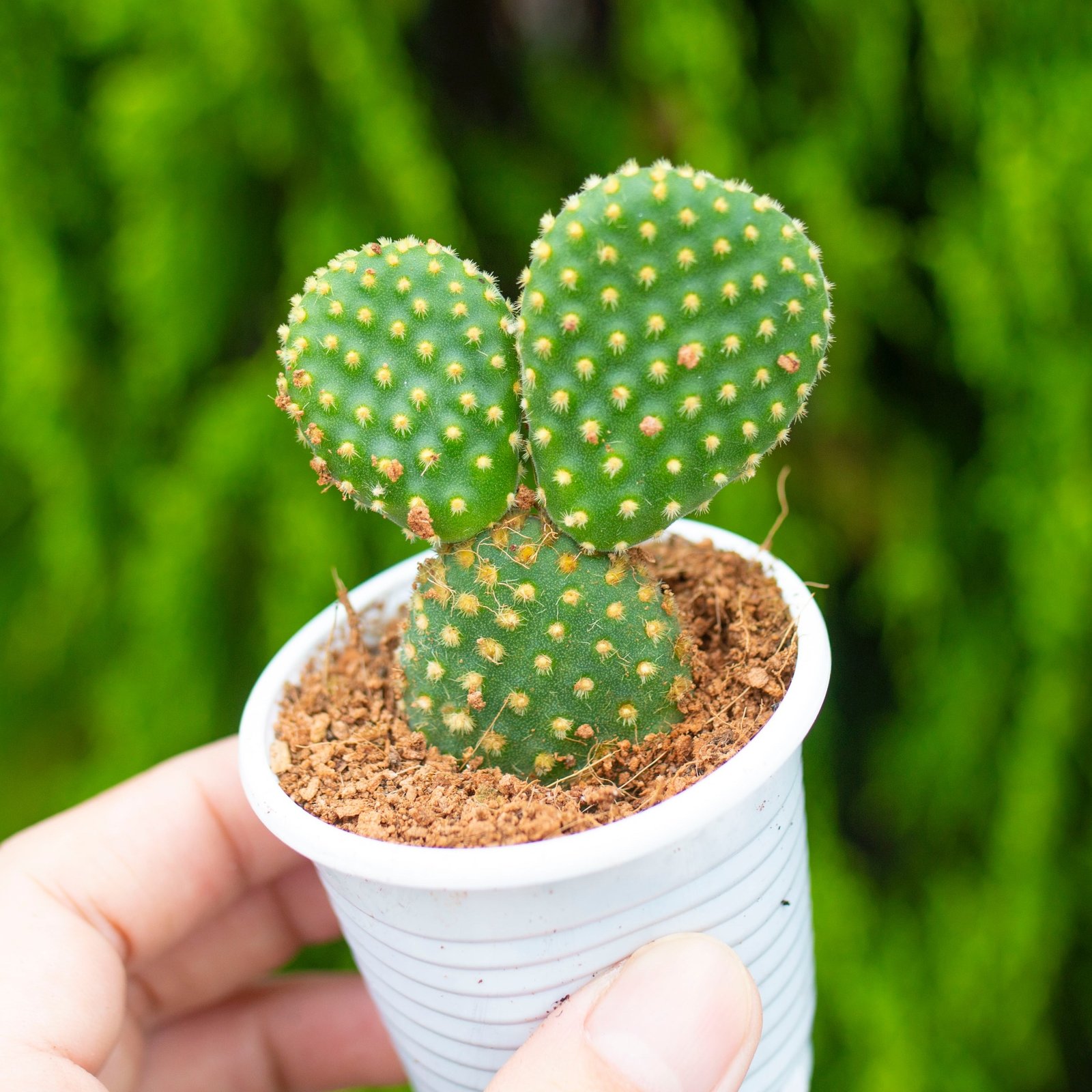Xương rồng tai thỏ (bịch nhựa/chậu nhựa)
