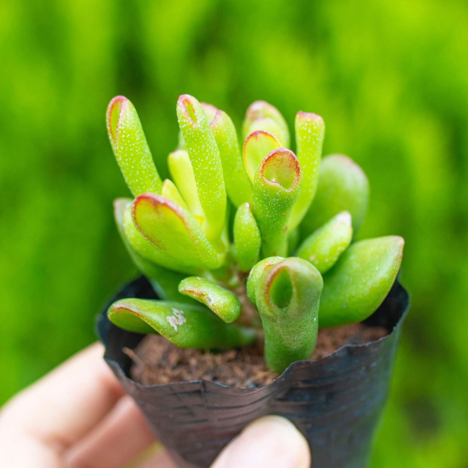 Sen đá ống điếu (bịch nhựa) 2