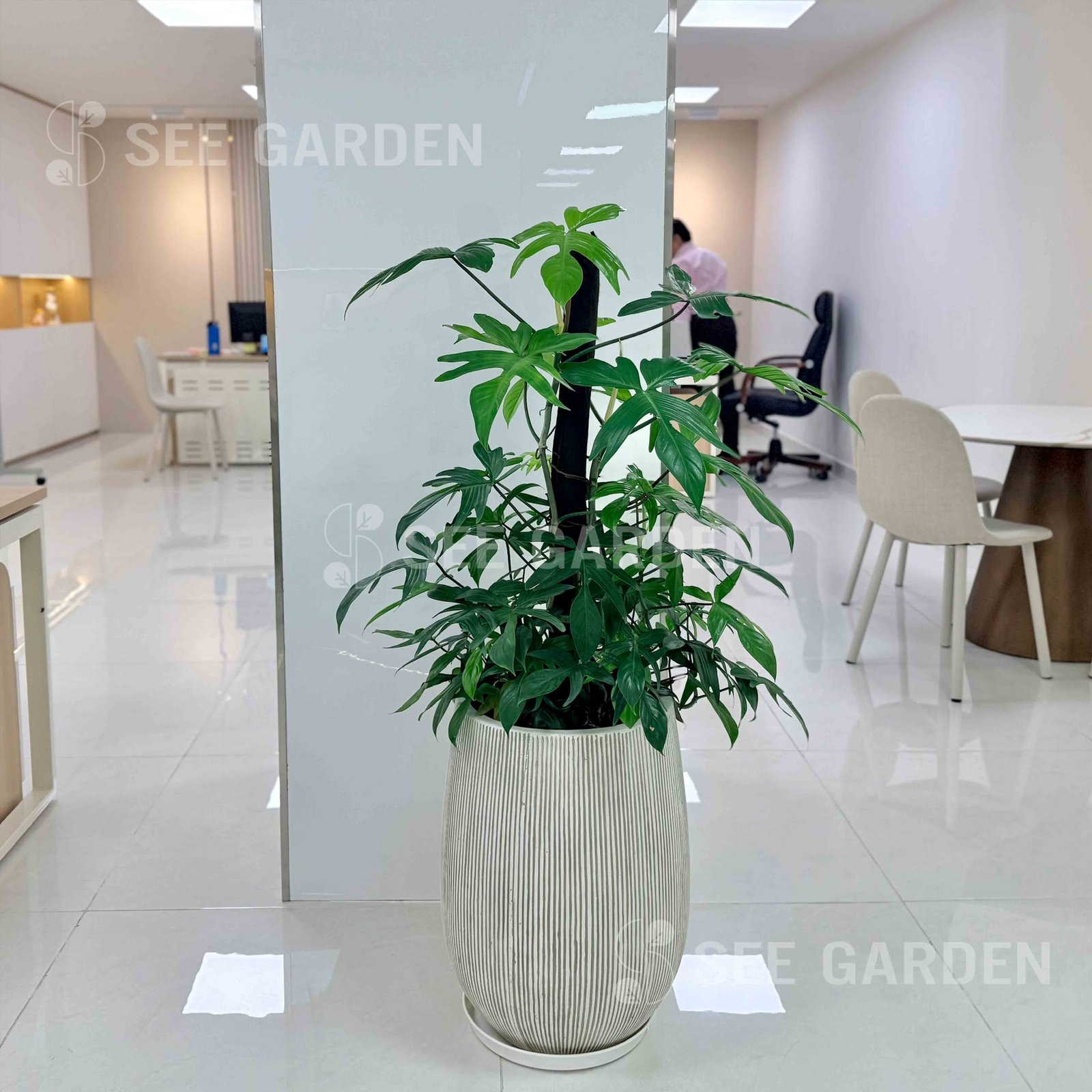 Trầu Bà Én Vàng Chậu Giọt Nước