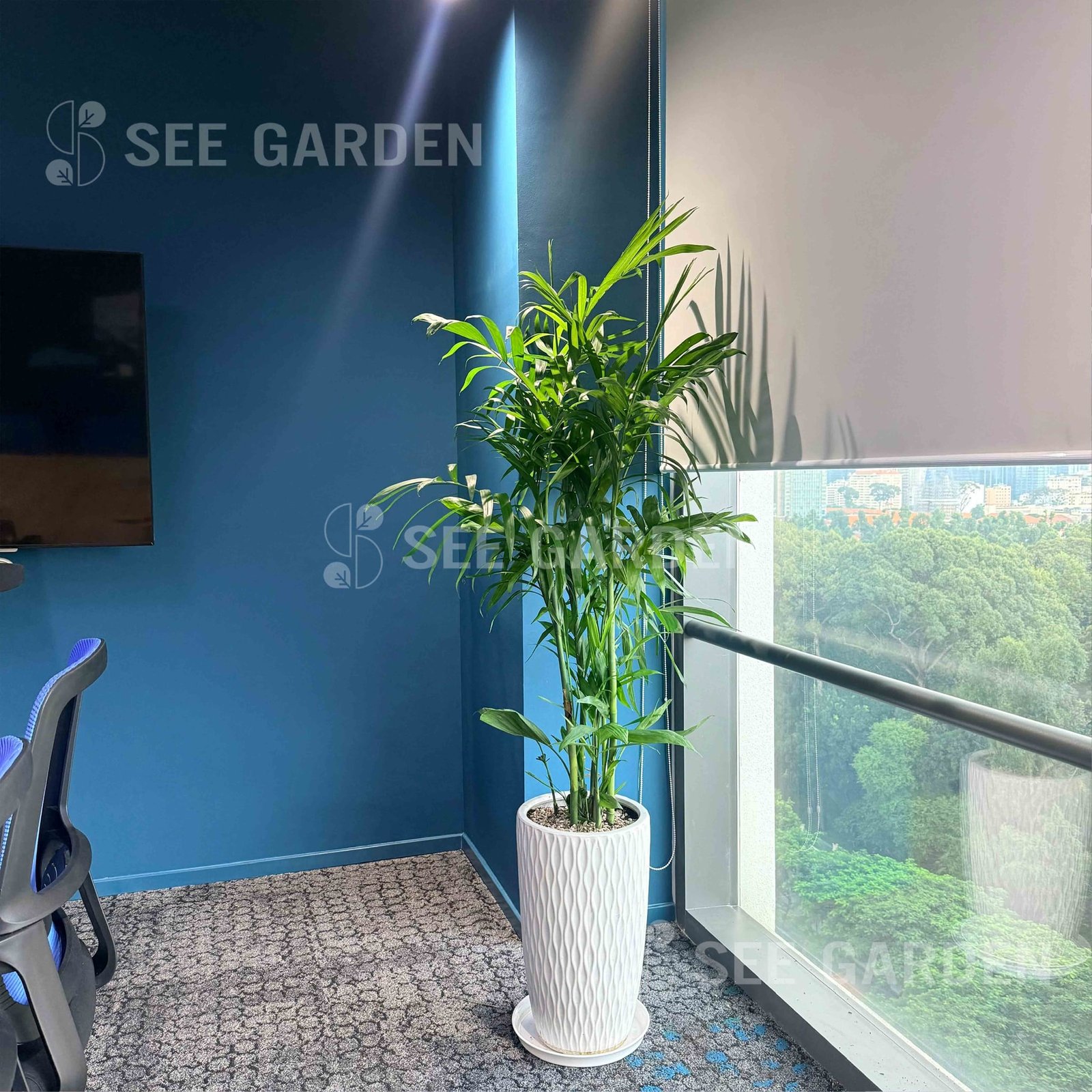 Cau Hawaii Chậu Ly Vân LV2